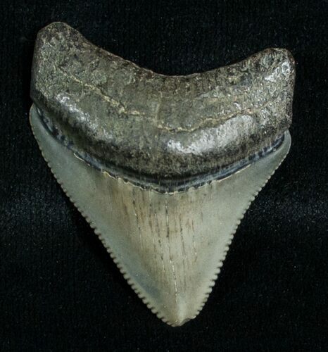 Serrated Megalodon Tooth #6374